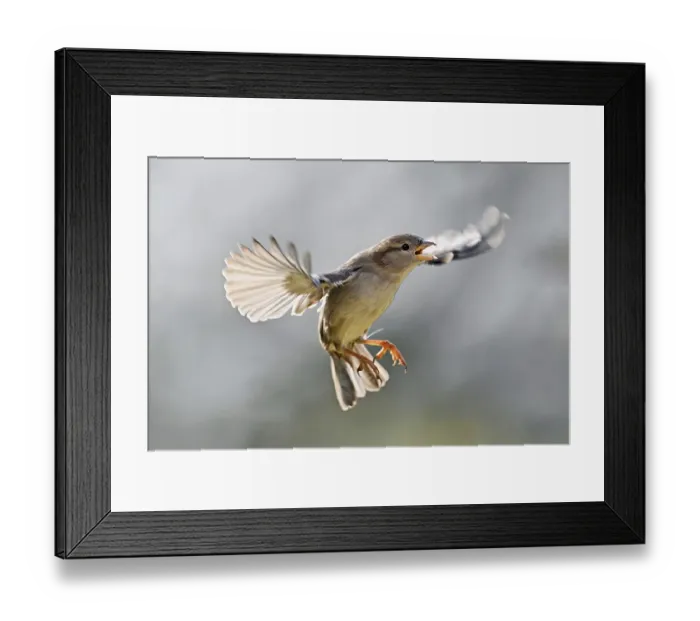 Framed Print : House Sparrow (Passer domesticus)