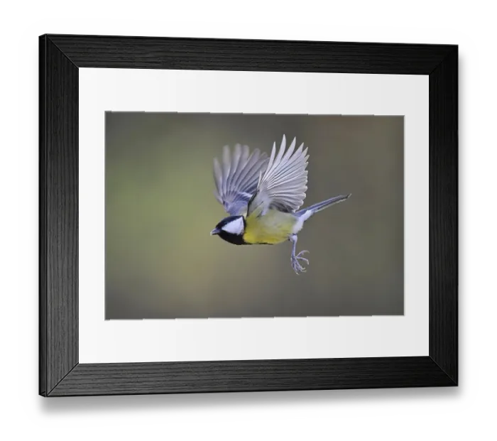 Framed Print : Great Tit (Parus major), in flight