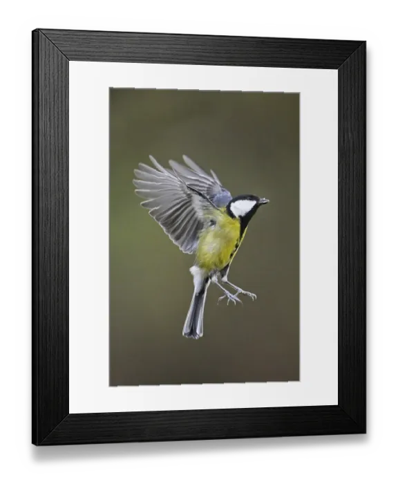 Framed Print : Great Tit (Parus major), in flight