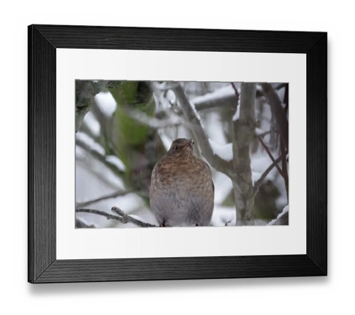 Framed Print : Blackbird (Turdus merula), female