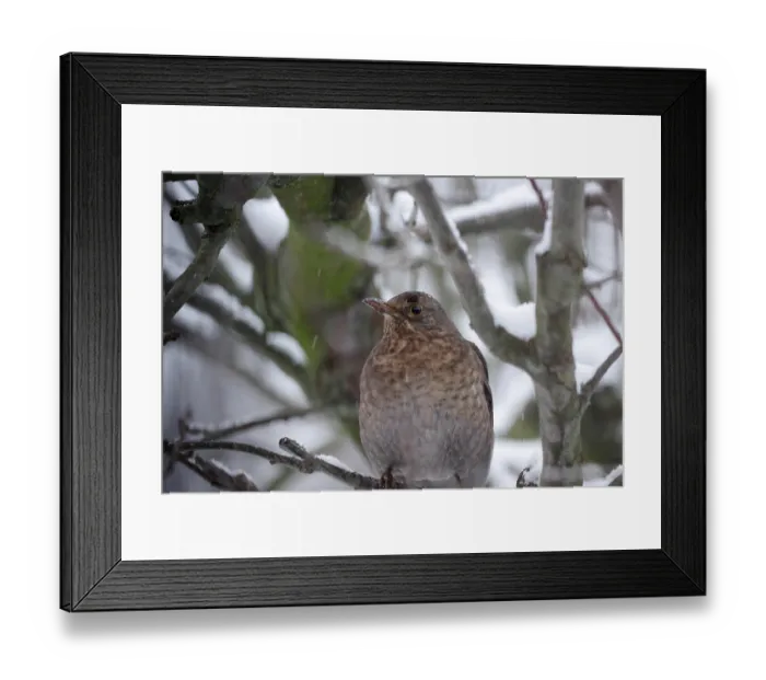 Framed Print : Blackbird (Turdus merula), female
