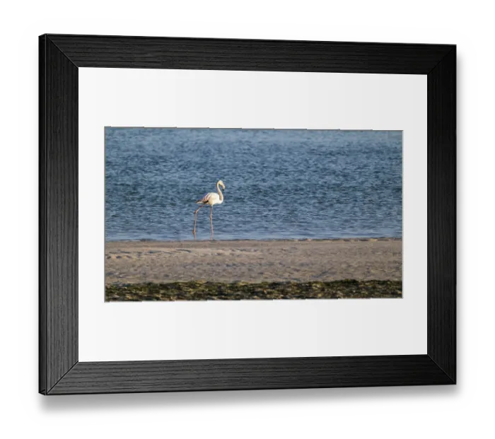 Framed Print : Flamingo (Phoenicopteridae) foraging, Oman Framed Print : Flamingo (Phoenicopteridae) foraging, Oman