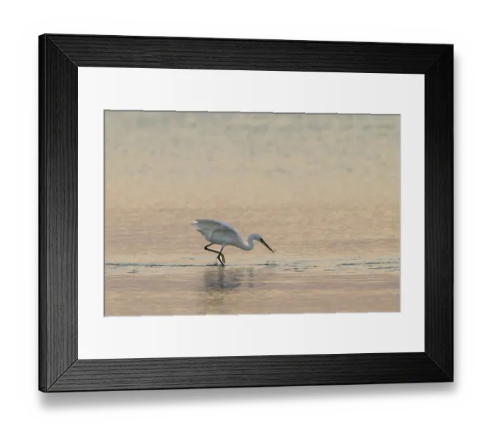 Framed Print : Great White Egret (Ardea alba) foraging in the water Framed Print : Great White Egret (Ardea alba) foraging in the water