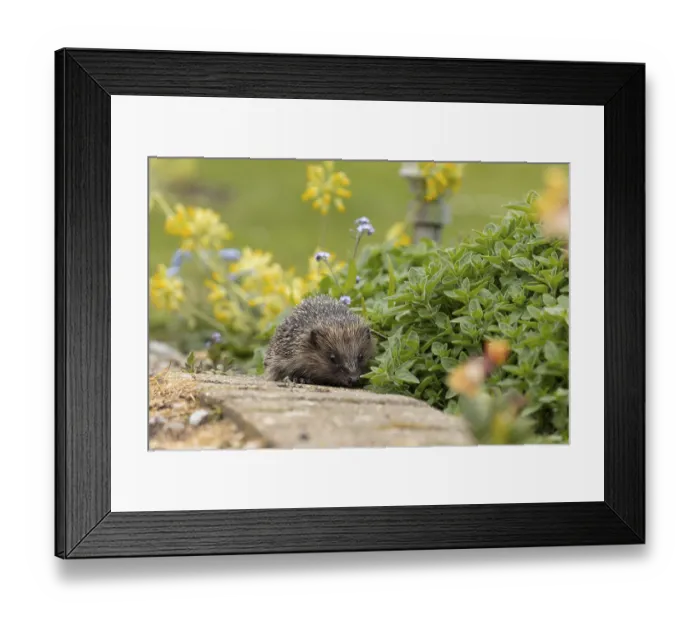 Framed Print : European hedgehog (Erinaceus europaeus) adult animal walking on a garden path in spring