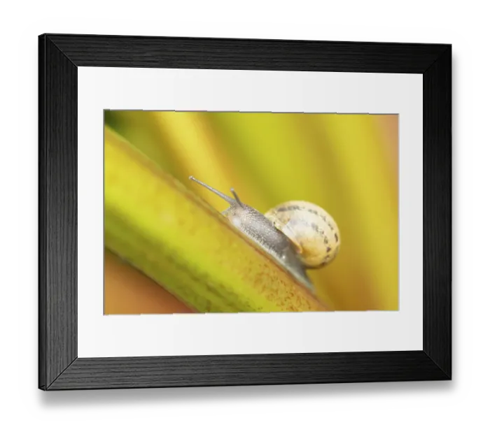 Framed Print : Garden snail (Cornu aspersum) adult gastropod molluscs on a garden rhubarb vegetable plant stem in summer