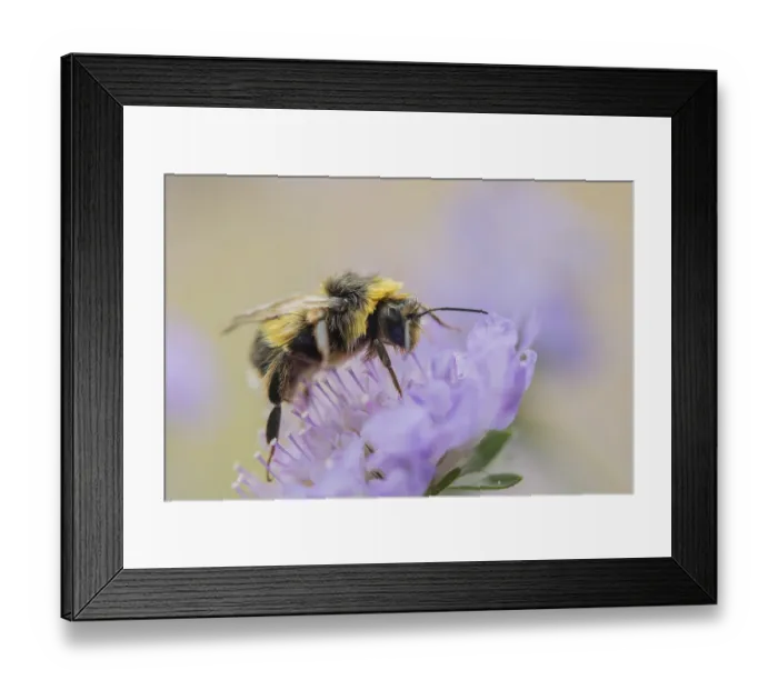 Framed Print : Buff tailed bumblebee (Bombus terrestris) adult bee insect feeding on a Field scabious flower in summer