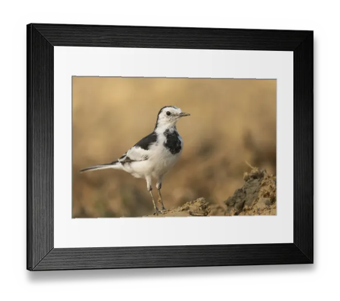 Framed Print : A white wagtail (Motacilla alba) stands on the ground against a blurred background Framed Print : A white wagtail (Motacilla alba) stands on the ground against a blurred background