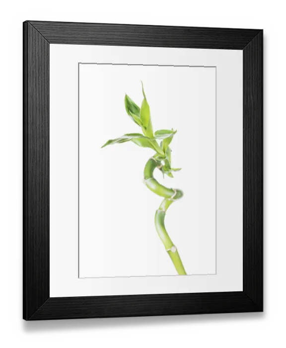Framed Print : Single houseplant stem of Lucky Bamboo (Dracaena Sanderiana) with green leaves