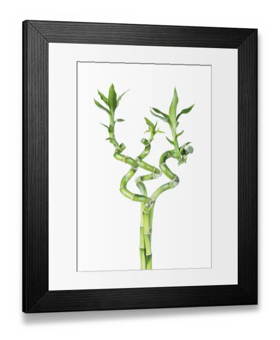 Framed Print : Three houseplant stem of Lucky Bamboo (Dracaena Sanderiana) with green leaves