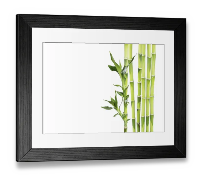 Framed Print : Several stem of Lucky Bamboo (Dracaena Sanderiana) with green leaves Framed Print : Several stem of Lucky Bamboo (Dracaena Sanderiana) with green leaves