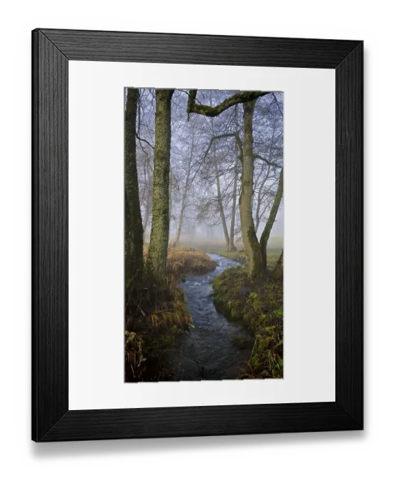 Framed Print : A stream snakes through foggy, bare forest