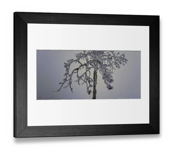 Framed Print : Lonely, snowy tree with frosty branches against a wintry sky