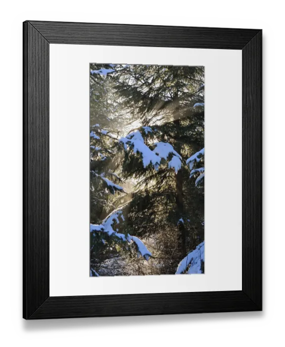 Framed Print : Sunbeams illuminate snow-covered fir trees in a winter forest