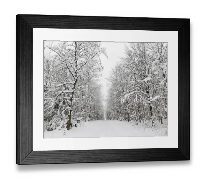 Framed Print : Snowy forest trail flanked by snow-covered trees in a quiet winter atmosphere Framed Print : Snowy forest trail flanked by snow-covered trees in a quiet winter atmosphere