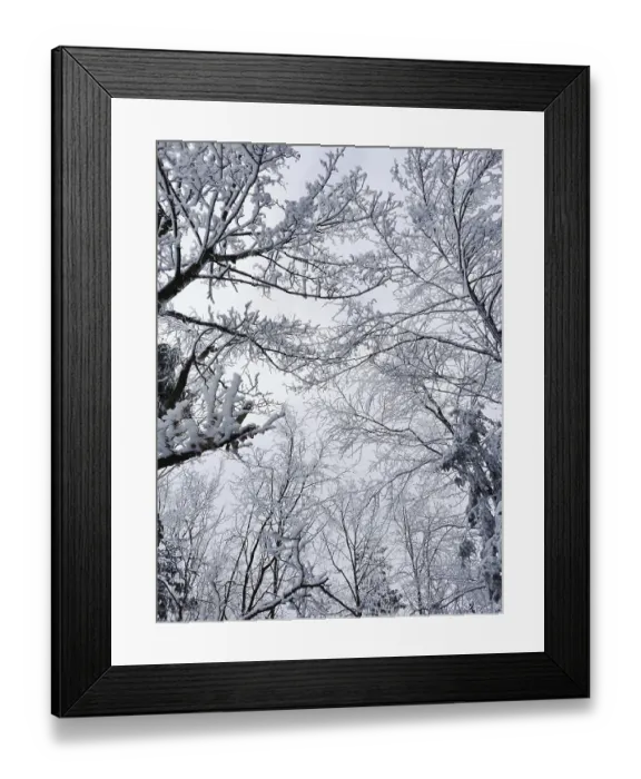 Framed Print : Snowy treetops stretch out into the quiet