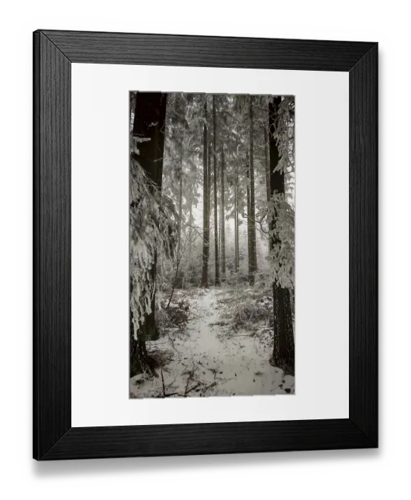 Framed Print : Tall, snow-covered trees in a quiet