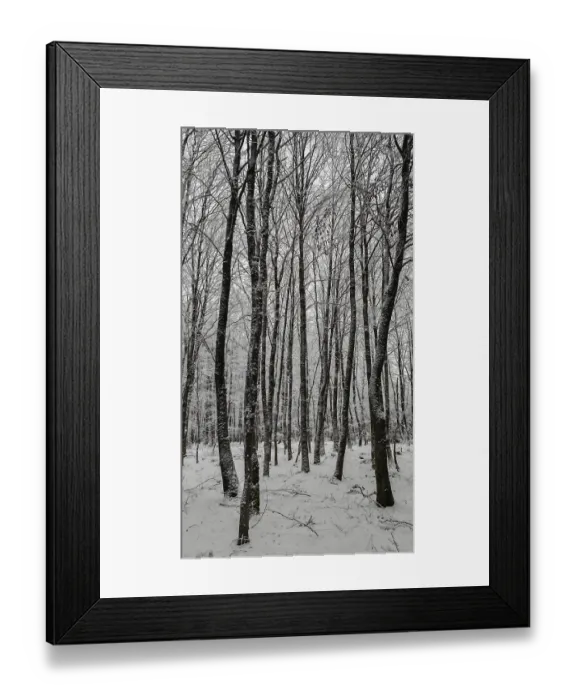 Framed Print : Snow-covered trees in a quiet winter forest Framed Print : Snow-covered trees in a quiet winter forest