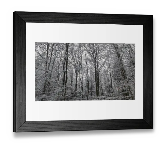 Framed Print : Winter forest with tall, snow-covered trees in a grey atmosphere
