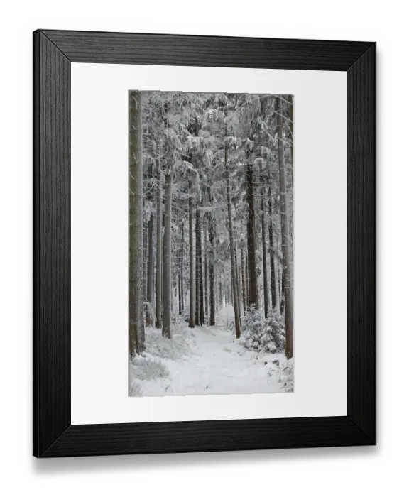 Framed Print : Snowy forest trail with tall, snow-covered fir trees
