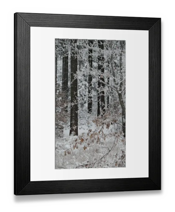 Framed Print : Snowy forest with snow-covered trees and brown foliage