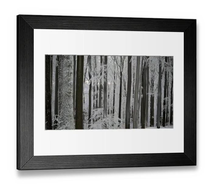 Framed Print : Dense snowy forest in winter with towering trees