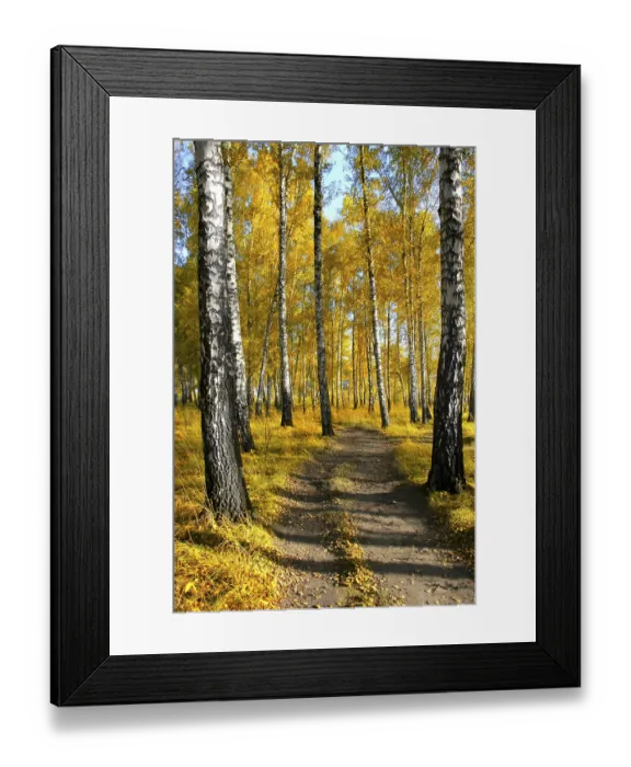 Framed Print : Autumn forest landscape with the brich and small path