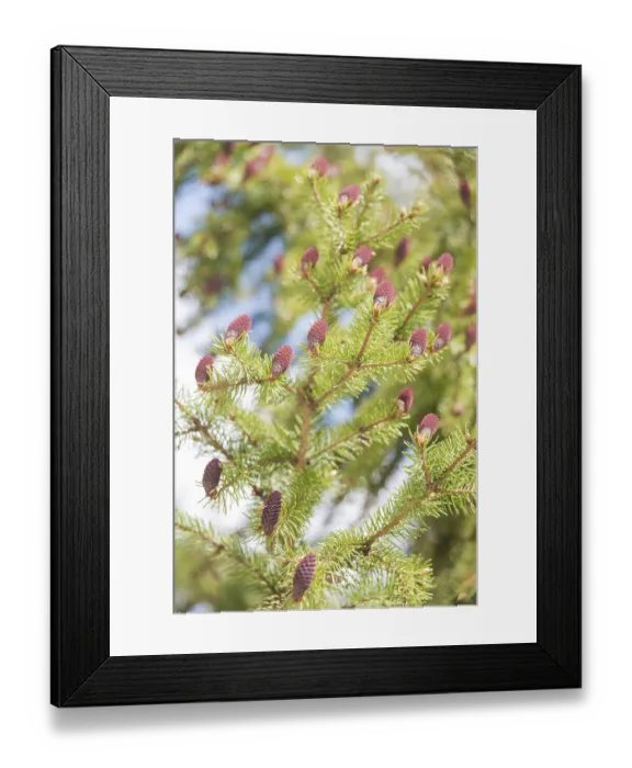 Framed Print : Red cones on the branches of flowering spruce in spring forest