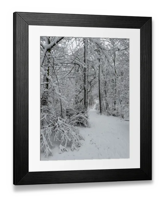 Framed Print : Snow-covered trees in forest in Ystad Framed Print : Snow-covered trees in forest in Ystad
