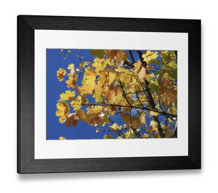 Framed Print : Tree in autumn colours, Yellow maple leaves on branches against a bright blue sky in autumn sunlight in France