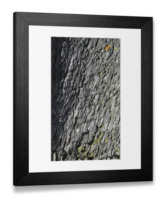 Framed Print : Tree trunk, Close-up of a textured grey tree bark with rustic natural patterns and slight moss growth in France