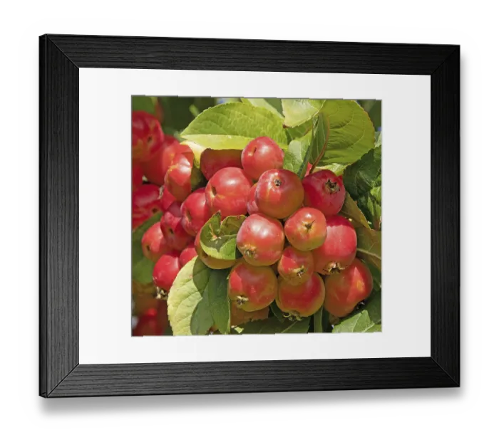 Framed Print : Red Sentinel crabapple