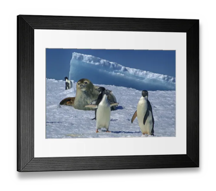Framed Print : Antarctica, Cierva Cove, leopard seal