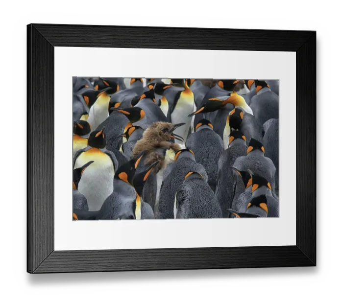 Framed Print : Antarctica, South Georgia, snow