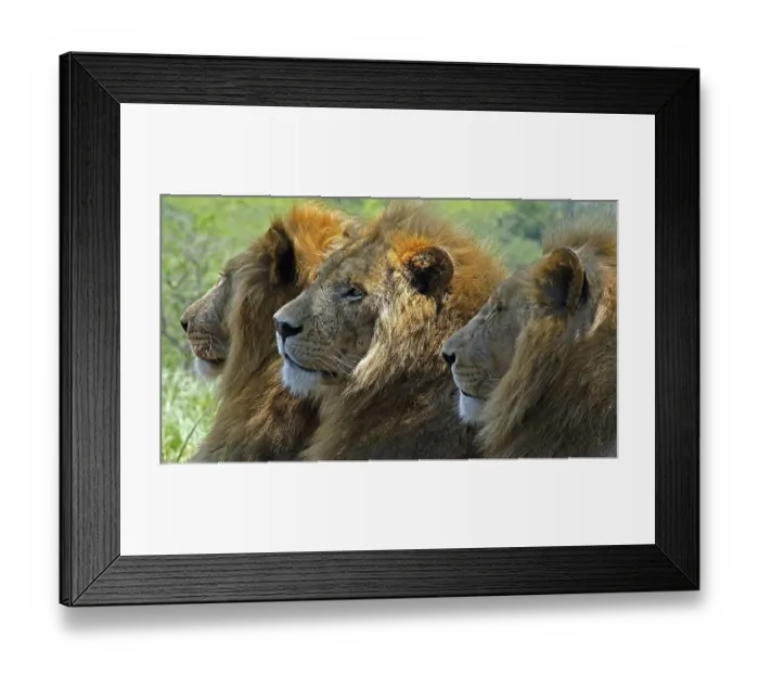 Framed Print : South Africa, Africa, Lion, Panthera Leo