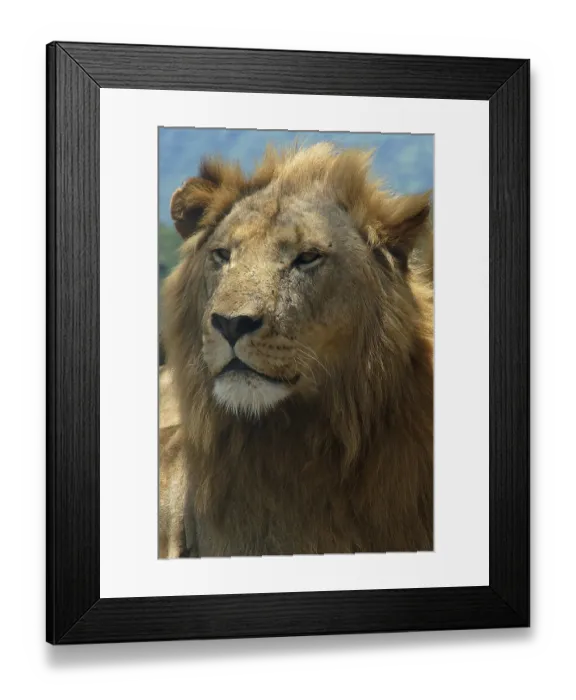 Framed Print : South Africa, Africa, Lion, Panthera Leo