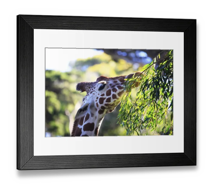 Framed Print : Free Giraffe in Tsavo National Park. Kenya Framed Print : Free Giraffe in Tsavo National Park. Kenya