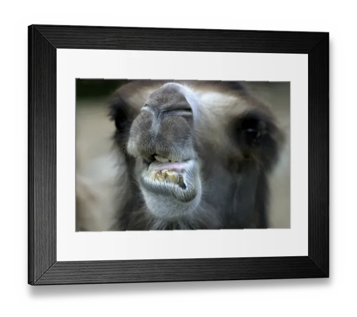 Framed Print : Camel close-up Framed Print : Camel close-up
