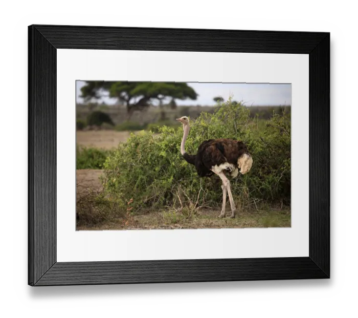 Framed Print : Ostrich on savanna. Amboseli national park in Kenia