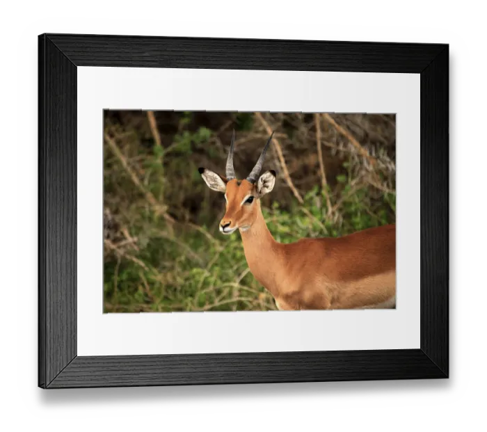 Framed Print : Antelope Impala (Aepyceros melampus)
