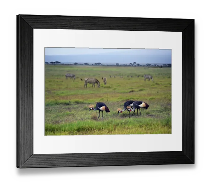 Framed Print : Two Grey Crowned Crane and zebras in Amboseli national park Framed Print : Two Grey Crowned Crane and zebras in Amboseli national park