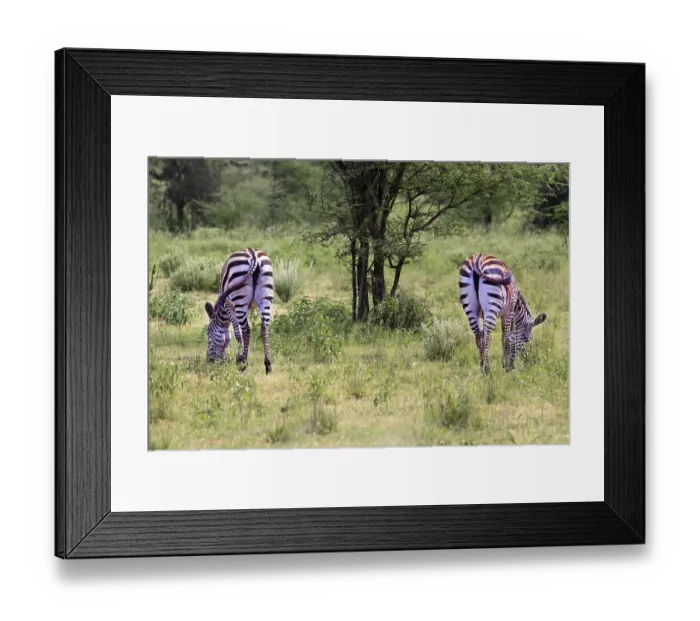 Framed Print : Zebras herd on savanna. Amboseli national park in Kenia