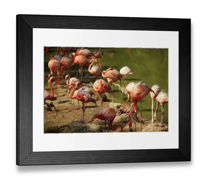 Framed Print : Flock of flamingos in water