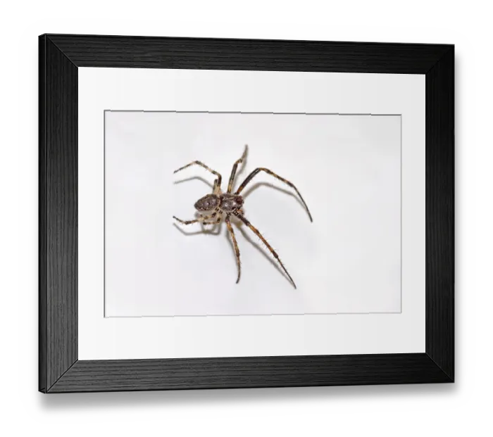 Framed Print : Nuctenea umbratica split spider Framed Print : Nuctenea umbratica split spider