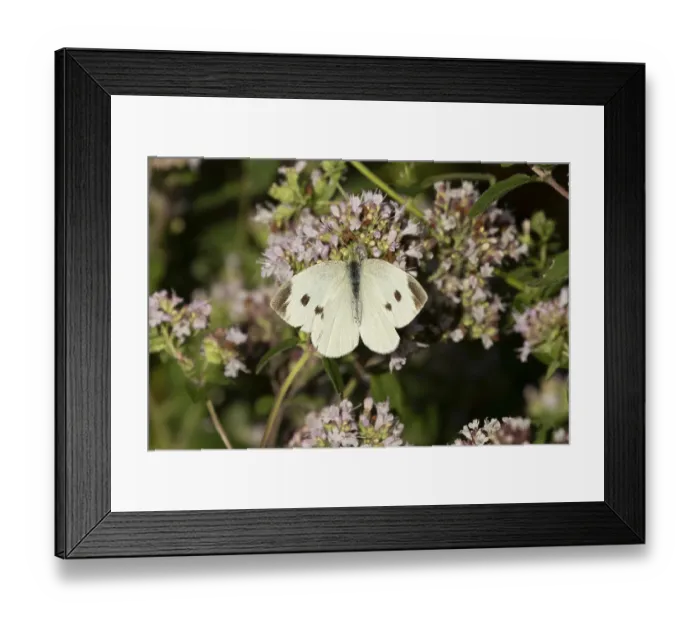Framed Print : Large or Cabbage white butterfly (Pieris brassicae) Framed Print : Large or Cabbage white butterfly (Pieris brassicae)