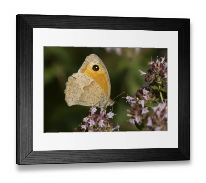Framed Print : Meadow brown butterfly (Maniola jurtina) Framed Print : Meadow brown butterfly (Maniola jurtina)