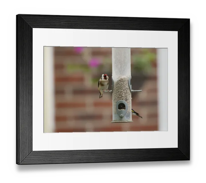 Framed Print : European goldfinch (Carduelis carduelis) adult bird feeding on a garden bird feeder filled with sunflower seed hearts Framed Print : European goldfinch (Carduelis carduelis) adult bird feeding on a garden bird feeder filled with sunflower seed hearts