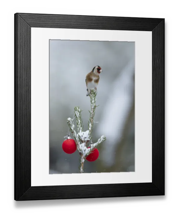 Framed Print : European goldfinch (Carduelis carduelis) adult garden bird on a snow covered Christmas spruce tree in winter Framed Print : European goldfinch (Carduelis carduelis) adult garden bird on a snow covered Christmas spruce tree in winter