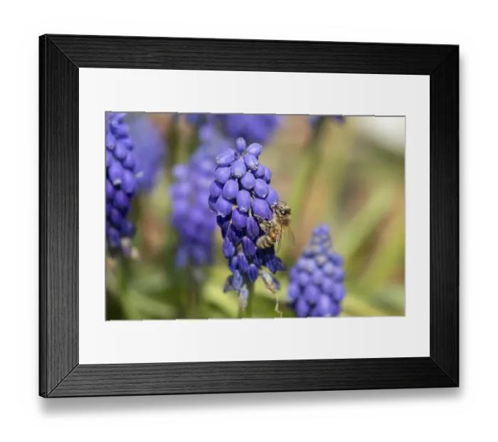 Framed Print : European honey bee (Apis mellifera) adult insect feeding a garden blue Grape hyacinth or muscari flower in spring Framed Print : European honey bee (Apis mellifera) adult insect feeding a garden blue Grape hyacinth or muscari flower in spring