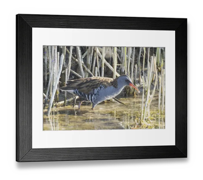 Framed Print : Water rail with water droplets beak in water looking right in front of reeds Framed Print : Water rail with water droplets beak in water looking right in front of reeds
