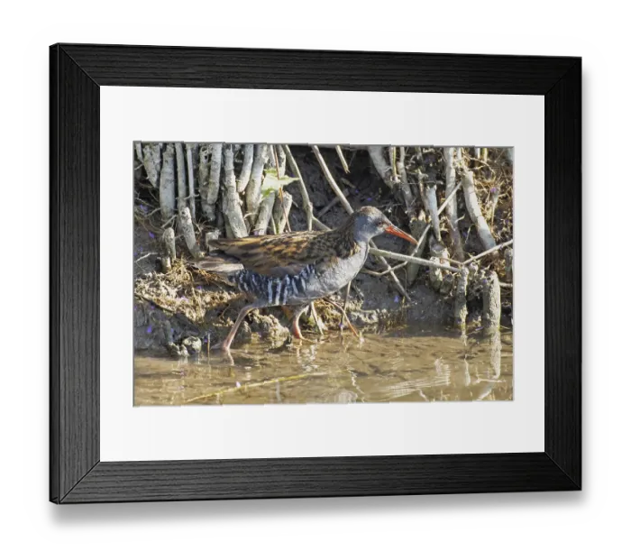 Framed Print : Water rail standing at the water's edge looking on the right